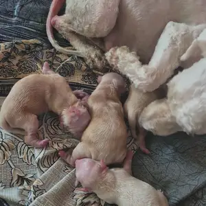 Just Born. Healthy Maltipoo Puppies, Taking Deposits, Couva