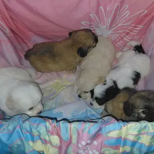 Pups, Fyzabad
