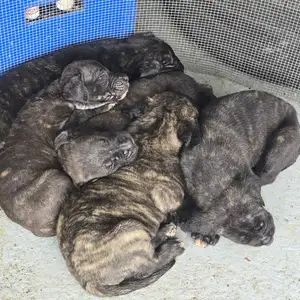 cane corso/italian mastiff pups, Couva