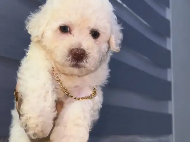 Female Poodle, Arouca