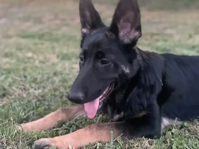Pure Shepherd MALE, Couva