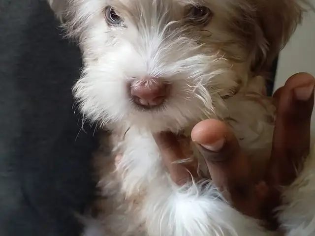 Mixed puppy poodle and husky blue eyes, Maraval