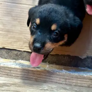 Rottweiler pure breed puppies few remaining unregistered, South Oropouche