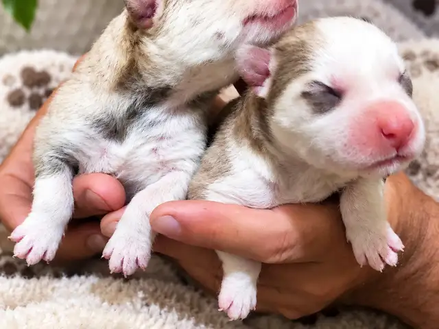 Beautiful Husky Puppies / large breed, Glencoe