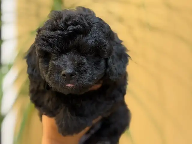 bichopoos and maltipoo, Arima