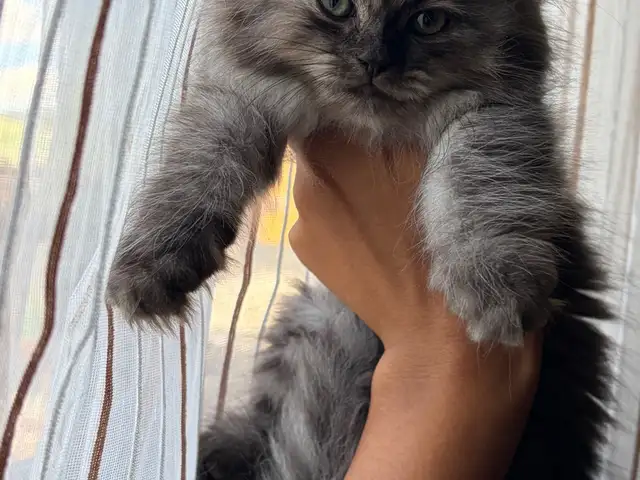 Purebred Persian Kittens, Chaguanas