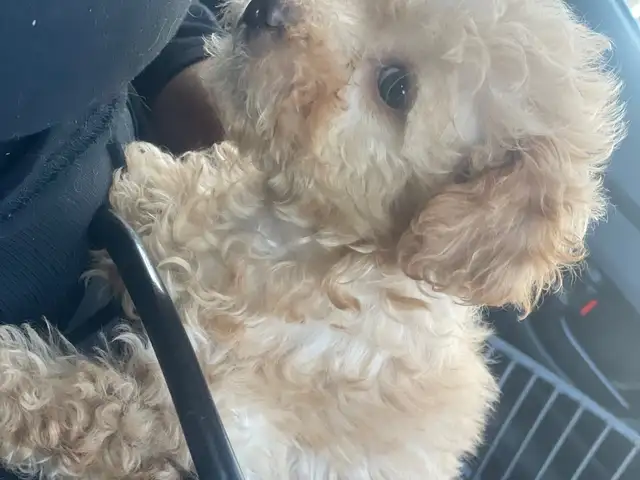 Maltipoo puppies, Gulf View