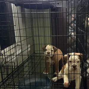 Serious inquiries only puppies got their 2nd shot already WhatsApp, Maraval