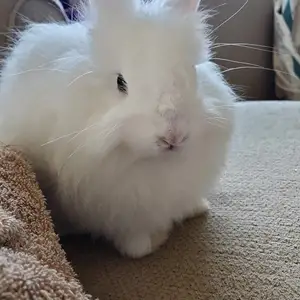 Angora Male Rabbit, Cocoyea