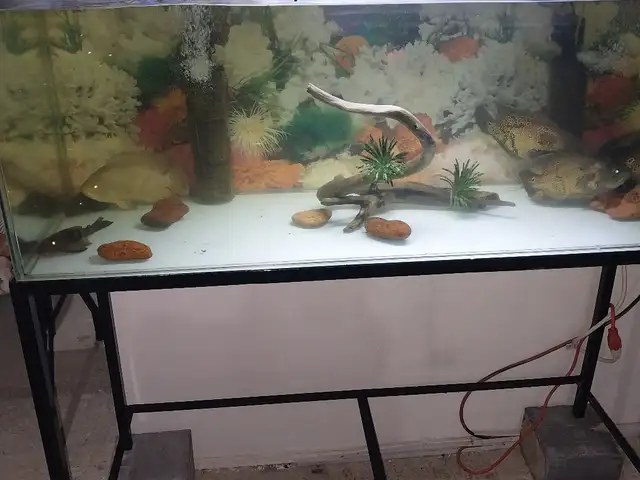 fish, Carapichaima