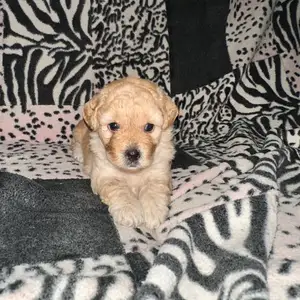 Toy Poodle Pups looking for their furever homes, Port of Spain