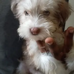 Mixed puppy poodle and husky blue eyes, Maraval