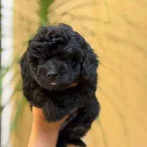 bichopoos and maltipoo, Arima