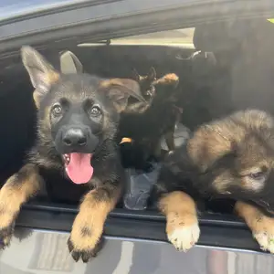 German shepherd pups, Alyce Glen