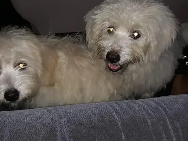 Adults Toy maltipoo get yours today BEST DEAL, Couva