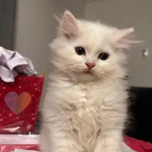 Male Persian kitten, Diamond Vale