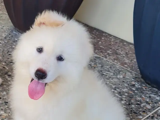 White shepherd, Charlieville