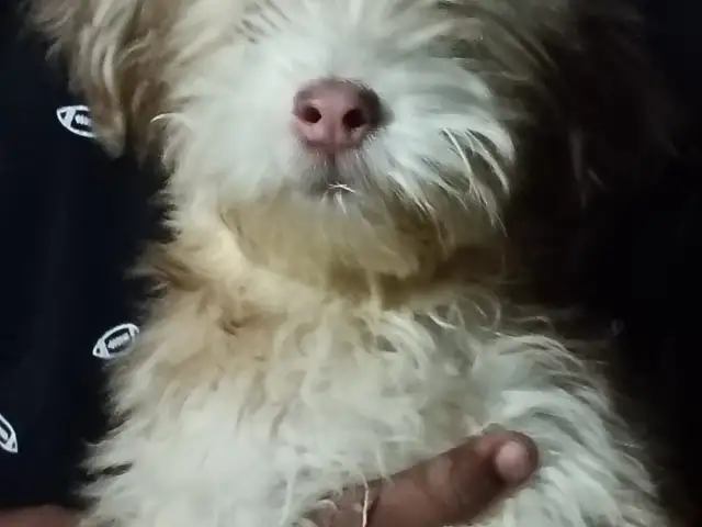 Maltipoo puppy available, Long Circular