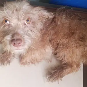 Maltipoo mix, Chaguanas