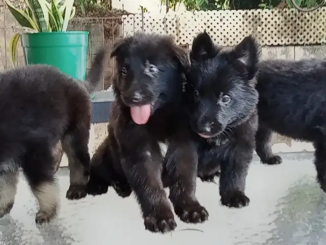 Purebred black long coat German shepherd pups, Barataria