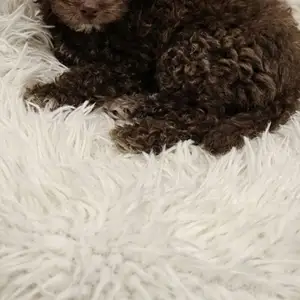 Chocolate Toy Poodle Female, Maraval