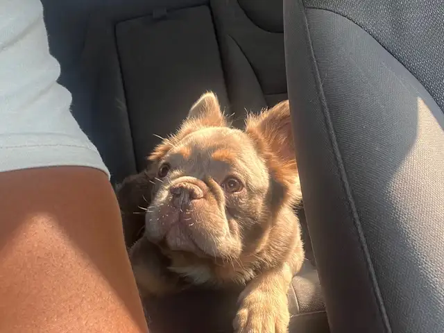 Fluffy french bulldog, Alyce Glen