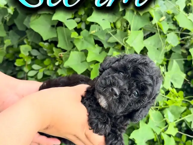 Male Poodle, Arouca