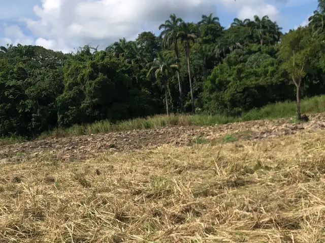 Agricultural land 261360 sq.ft, Mayaro