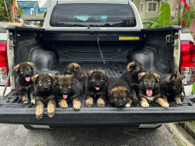 german shepherd dogs, Arima