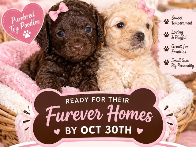 Meet our adorable Toy poodle puppies, Port of Spain