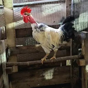 COMMON FOWL ROOSTER, Princes Town