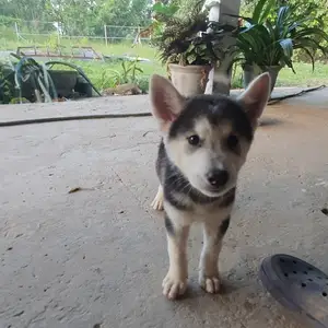 Purebred siberian husky puppies, Endeavour