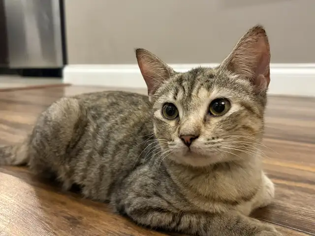Cat for Adoption, friendly well behaved, Santa Cruz