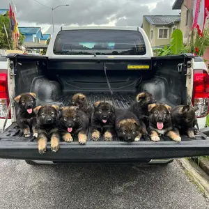 german shepherd dogs, Arima