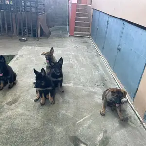 German Shepherd Pups, Cocoyea