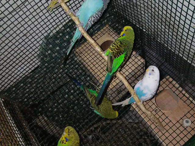 English budgies, La Romain