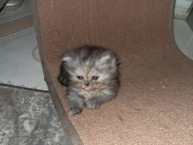 Pure bred Persian, Cunupia
