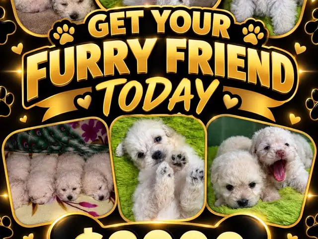 Maltipoo, Princes Town