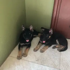 Pure bred German Shepherd puppies Two females , one shot given., Diego Martin