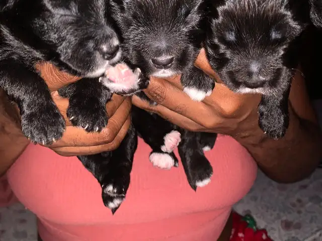 Malti mix with poodle, Arima