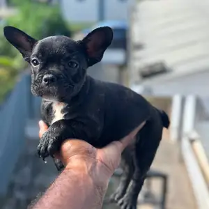 Beautiful Frenchies Puppies, Blue Range