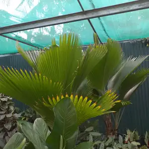 SAGO PALMS, Petit Valley, Diego Martin