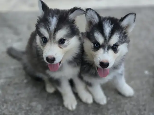 Husky/ Malimute Pups, San Fernando