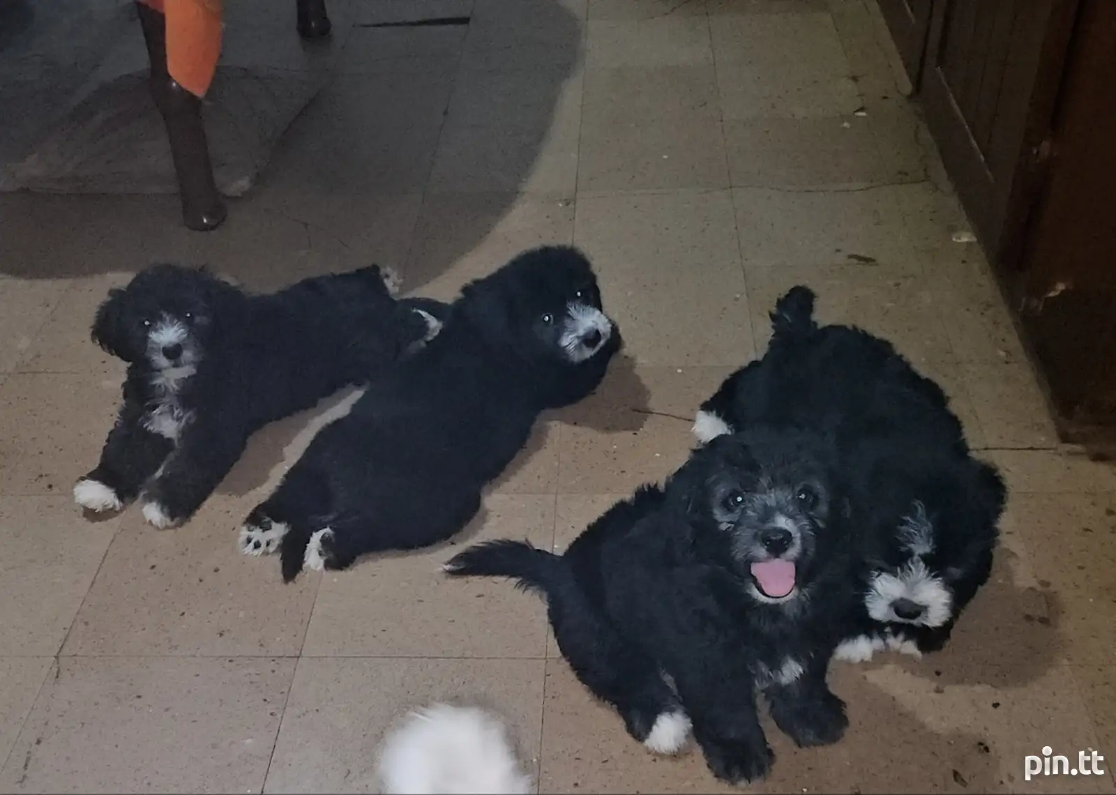 Maltipoo puppies, Arima