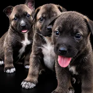 Bully x Husky pups, San Fernando