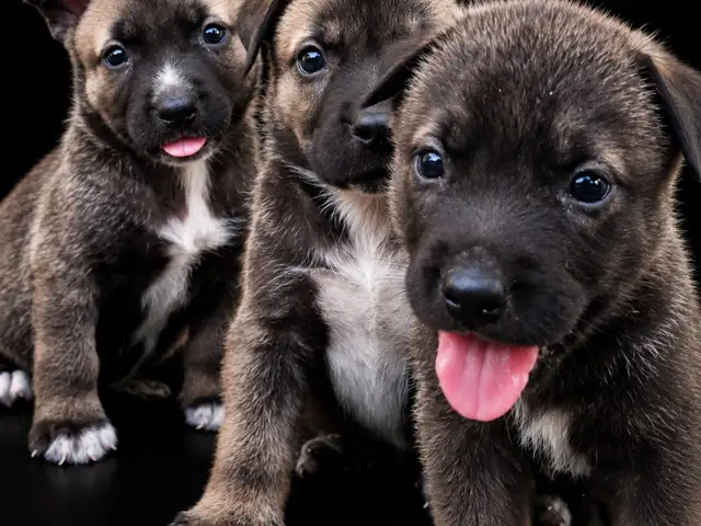 Bully x Husky pups, San Fernando