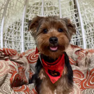 Yorkie, Siparia