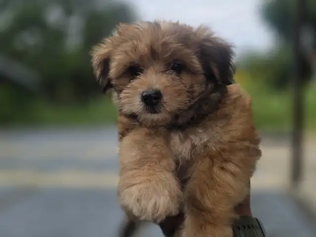 YORKIEPOO, Arima