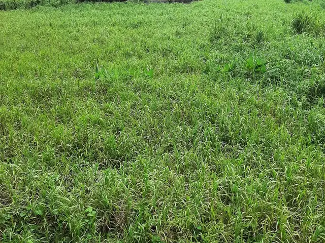 Residential land 10000 sq.ft, Charlieville