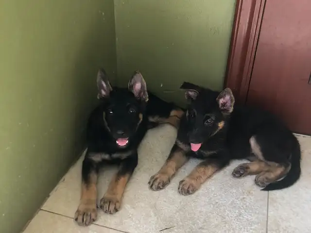 Pure bred German Shepherd puppies Two females , one shot given., Diego Martin